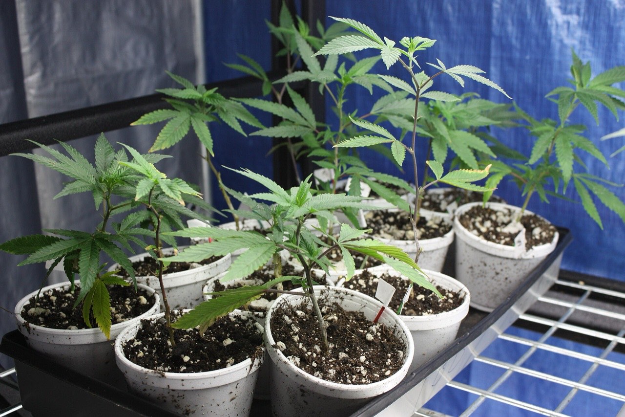 Young cannabis clone plants in white pots of soil on a tray inside an indoor grow tent
